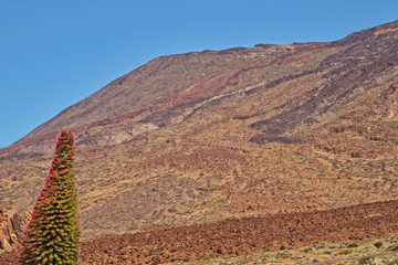 original spring blooming flower growing on the Spanish Canary Island of Tenerife in the Teide...