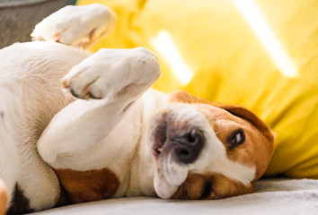 Beagle dog tired sleeps on a couch in funny position.