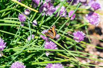 Small tortoiseshell pollinating and looking for neсtar in blooming chive onion purple violet flowers, sunny day, close up photo