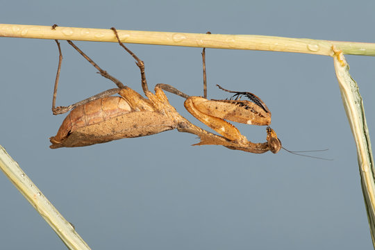 Dead Leaf Mantis (Deroplatys desiccata) climbing a stalk of grass