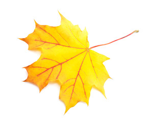 Naklejka na ściany i meble Beautiful autumn leaf.