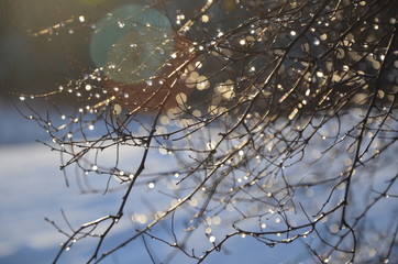 The melting snow become water drop on the tree branches.