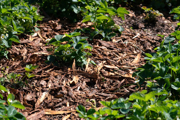 Pine tree bark after work on strawberry bed. The whole soil is covered by bark to protect berries against snails and other pest insects, Sweden, work for spring - summer season, sunny day, close view