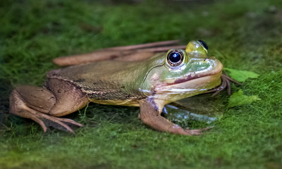 Green Pond Frog (Euphlyctis hexadactylus), Sinharaja Rain Forest Reserve, Sri Lanka
