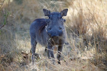 African warthog eating in brush