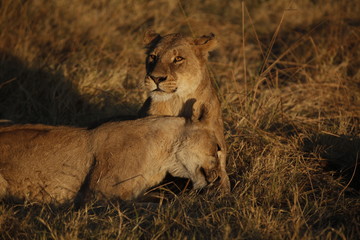 cute pair of lions cuddling and playing together at sunset