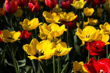 Red and yellow tulips bloom in the garden. Yellow fringed tulips and red terry tulips. Spring background