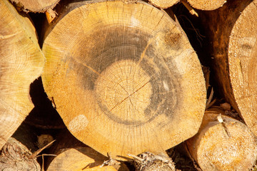 Naklejka premium View of felled beech trees with view of annual rings
