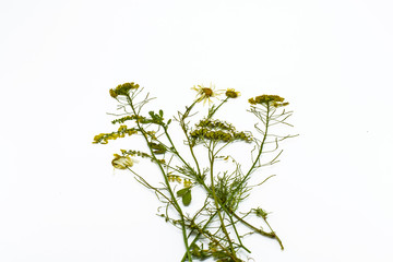 different dry flowers and herbs on a white background, herbarium on a white background
