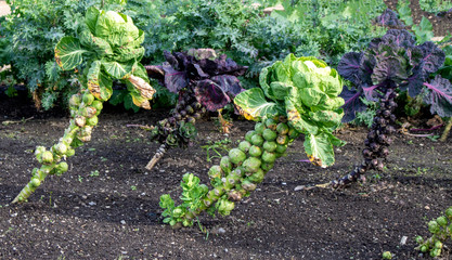 Brussels sprouts plants at vegetable garden.