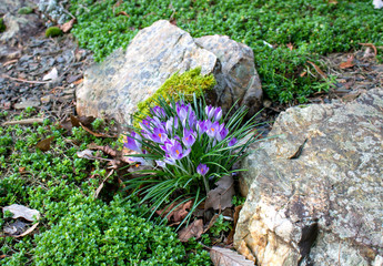 Crocus flowers grow among stones.