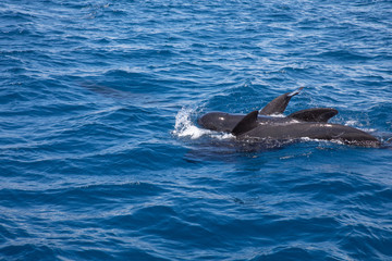 Fototapeta premium group of pilot whales, blackfish or cetaceans in the family Globicephala, swimming in surface of blue water of Atlantic Ocean, in Strait of Gibraltar
