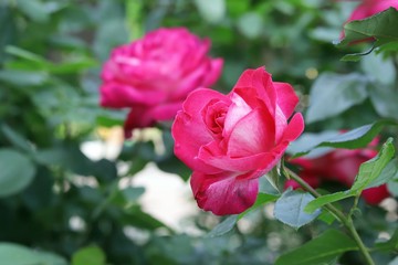 Fresh pink rose blooming in a natural environment in the park