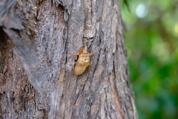 cicada with larva on tree bark