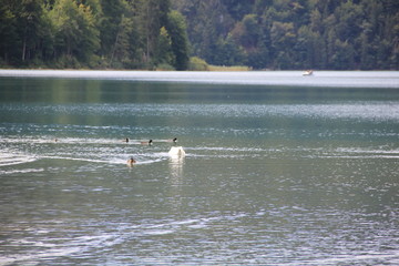 birds on lake