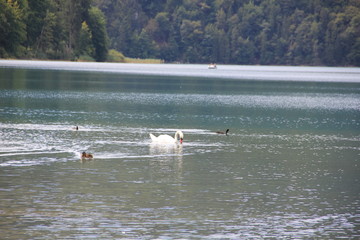 swans on the lake