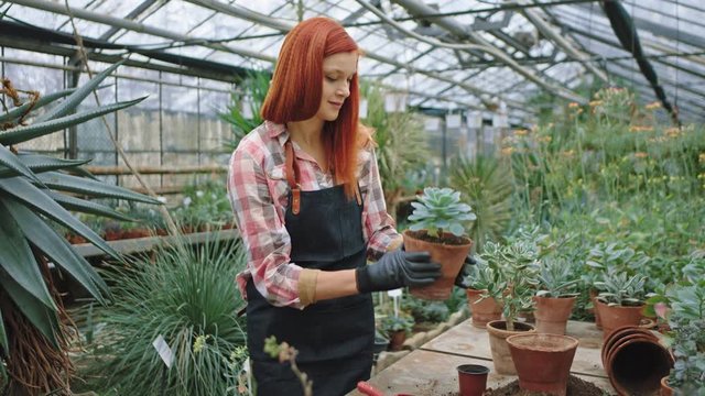Pretty redhead woman gardener in a large flower greenhouse working concentrated she planted a flower in a pot. Shot on ARRI Alexa Mini
