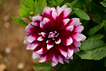 Fototapeta premium Dalia, Georgia (Dahlia Cav.) - a genus of seed plants belonging to the Asteraceae family