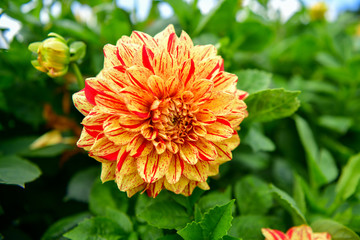 Dalia, Georgia (Dahlia Cav.) - a genus of seed plants belonging to the Asteraceae family