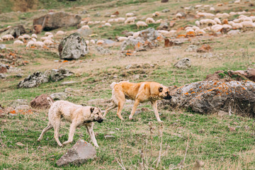 Two Central Asian Shepherd Dogs Herding Sheep In Mountains Of Georgia. Alabai - An Ancient Breed From The Regions Of Central Asia. Used As Shepherds, As Well As To Protect And For Guard Duty