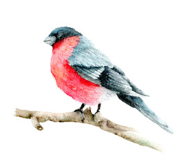 Beautiful watercolor bullfinch bird on a rowan branch,