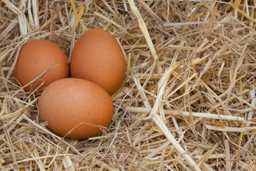 fresh eggs in a rice straw