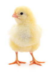 Small yellow chicken