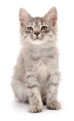 Kitten on white background.