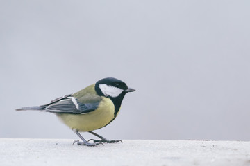 Fototapeta premium Beautiful great tit perched on a tree in the winter forest in na