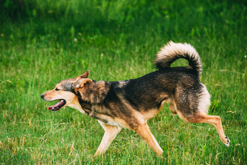 Naklejka na ściany i meble Three Legged Dog Play Outdoor In Summer Grass. Running Happy Dog