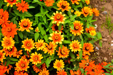 Many species of Gazania are a type of flowering plant of the Asteraceae family,