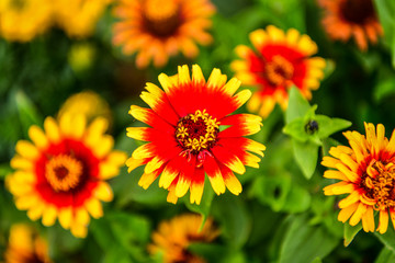 Many species of Gazania are a type of flowering plant of the Asteraceae family,