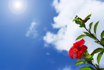 暑い夏の日差しと一輪の赤いハイビスカス