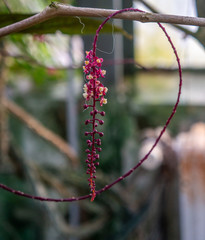 Dark pink cluster of "Trichostigma peruviana" flowers on vine wrapping around a tree branch.. Close-up photo with tropical background in natural sunlight.