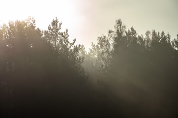 autumn landscape. Mist over the trees. Forest in the fog. Backlight sunlight. Beautiful sunrise in the clear sky.