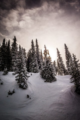 Fototapeta na wymiar skiing through a forest