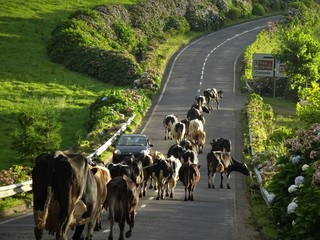 Sao Miguel - Azoren