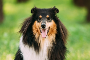 Tricolor Rough Collie, Scottish Collie, Long-Haired Collie, English Collie, Lassie Adult Dog.
