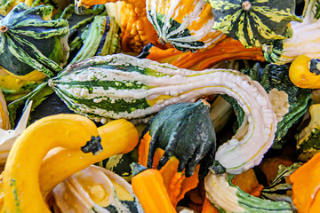 Decorative fall gourds in yellow, orange, and green