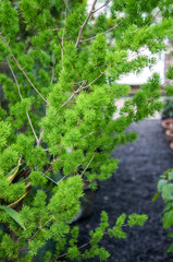 Bright light green small fir shrub in macro. Blurred out bokeh background of dark grey gravel shot...