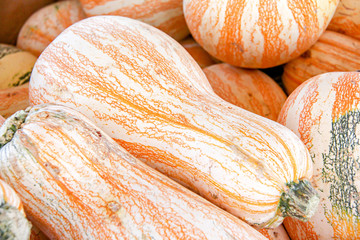 Orange and white striped Cushaw pumpkins