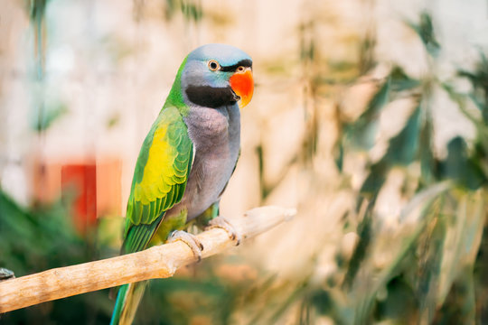 Lord Derby's Parakeet Or Psittacula Derbiana, Also Known As Derbyan Parakeet. Wild Bird In Cage