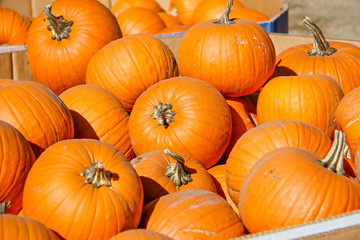 Large cardboard boxes filled with small round orange pumpkins for sale