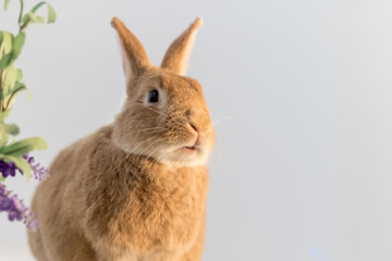 Rufus Bunny Rabbit in Easter Spring setting with soft simple background