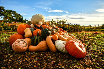 autumn pumpkin harvestautumn pumpkin harvest