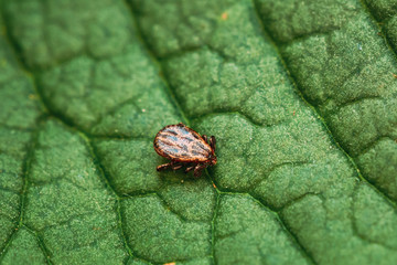 Dermacentor Reticulatus On Green Leaf. Also Known As The Ornate Cow Tick, Ornate Dog Tick, Meadow Tick, And Marsh Tick. Family Ixodidae. Ticks Are Carriers Of Dangerous Diseases