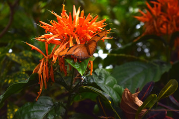 Orange Butterfly On Flower Nature Close Up