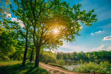 Countryside Road Path Walkway Through Summer Deciduous Forest Park. Sunlight Sun Rays Shine Through Pine Woods In Summer Forest Landscape