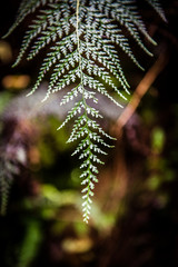Fern
