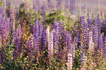 Bush Of Wild Flowers Lupine In Summer Field Meadow At Sunset Sunrise. Lupinus, Commonly Known As Lupin Or Lupine, Is A Genus Of Flowering Plants In The Legume Family, Fabaceae